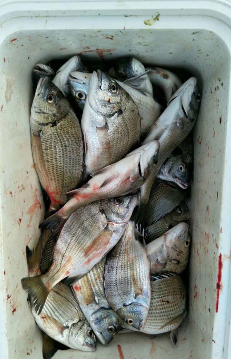 海鱼开口诱黑鲷钓鱼小药乌头鲻鱼饵料梭鱼诱食剂鲈鱼路亚海钓小药