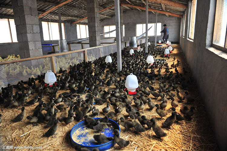 产品关键词:养鸭除臭剂,养鸭场消毒液,鸭圈除臭,鸭舍除氨气,鸭圈除臭