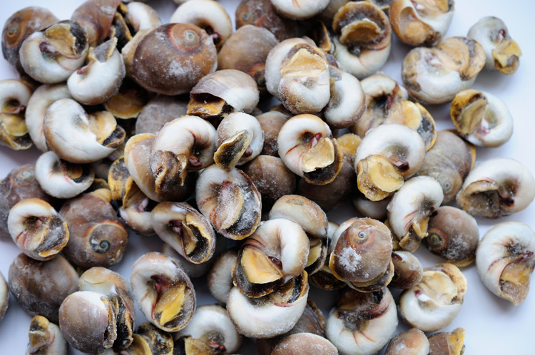 玉螺肉 香螺肉 海螺肉 火锅 自助餐螺肉 涮锅 酒店烧烤海鲜食材