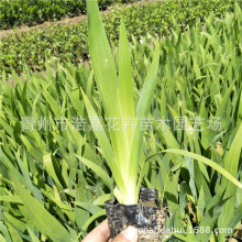 水生花卉池塘绿化植物鸢尾湿地植被地栽鸢尾花公园别墅庭院鸢尾