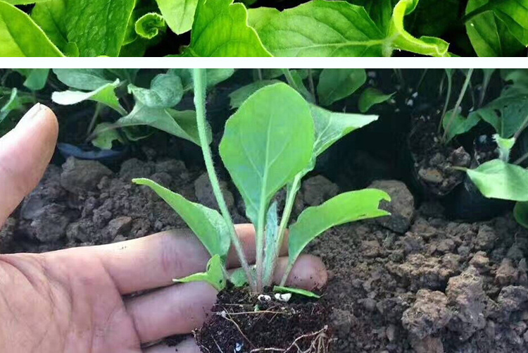 云南昆明基地直销 非洲菊种苗 绿化工程专用花卉小苗 种苗批发