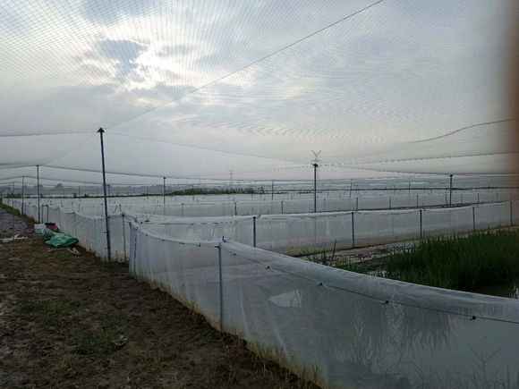 青蛙养殖围网,防鸟网,果园防鸟网,葡萄防鸟网,防护网