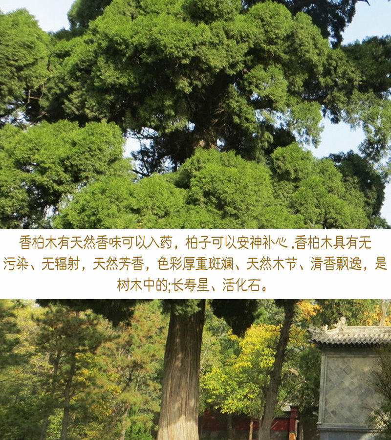 40型双耳香柏木泡脚木桶洗脚桶足浴桶养身足疗木盆泡脚藏生堂