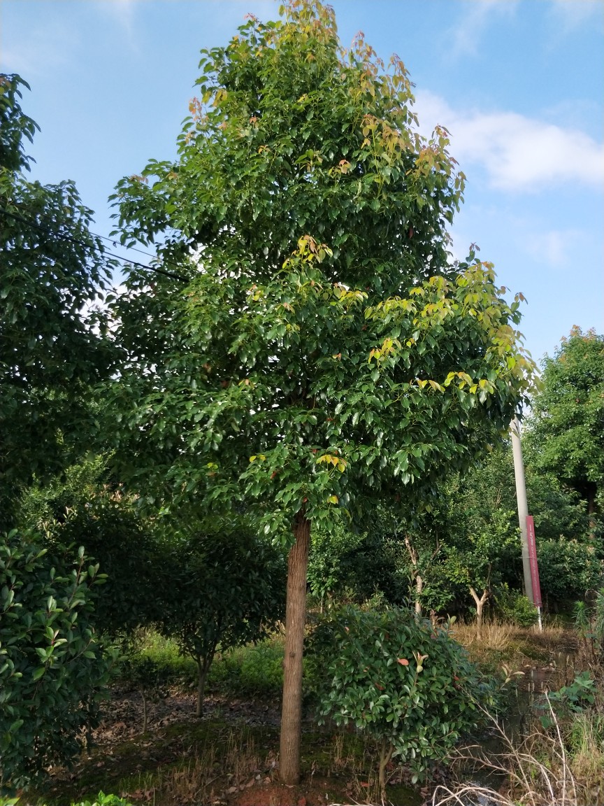 樟树价格表-樟树价格表厂家,品牌,图片,热帖-阿里巴巴
