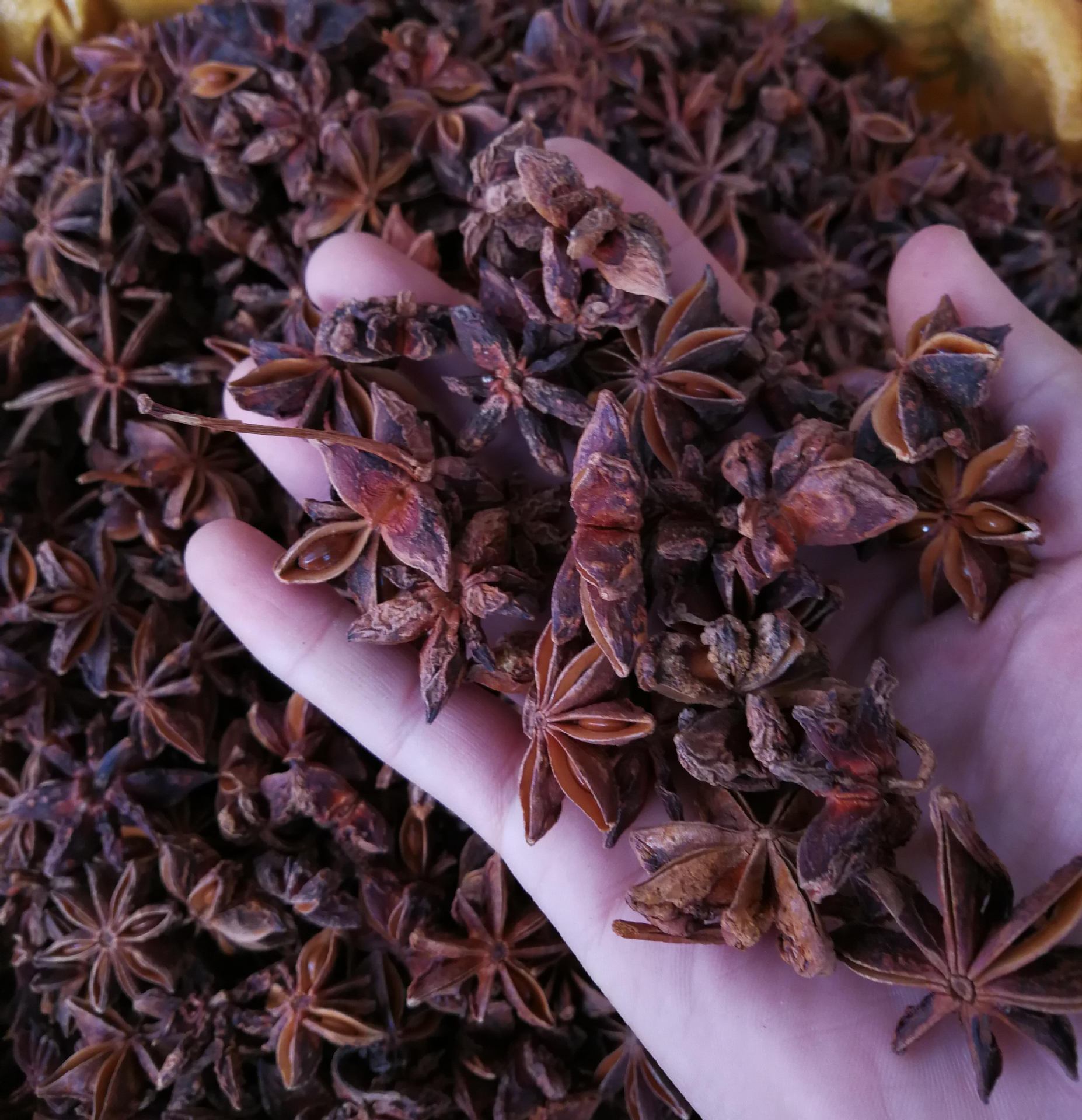 八角 大红八角 批发广西大红八角 大茴 八角茴香 大料 量大从优