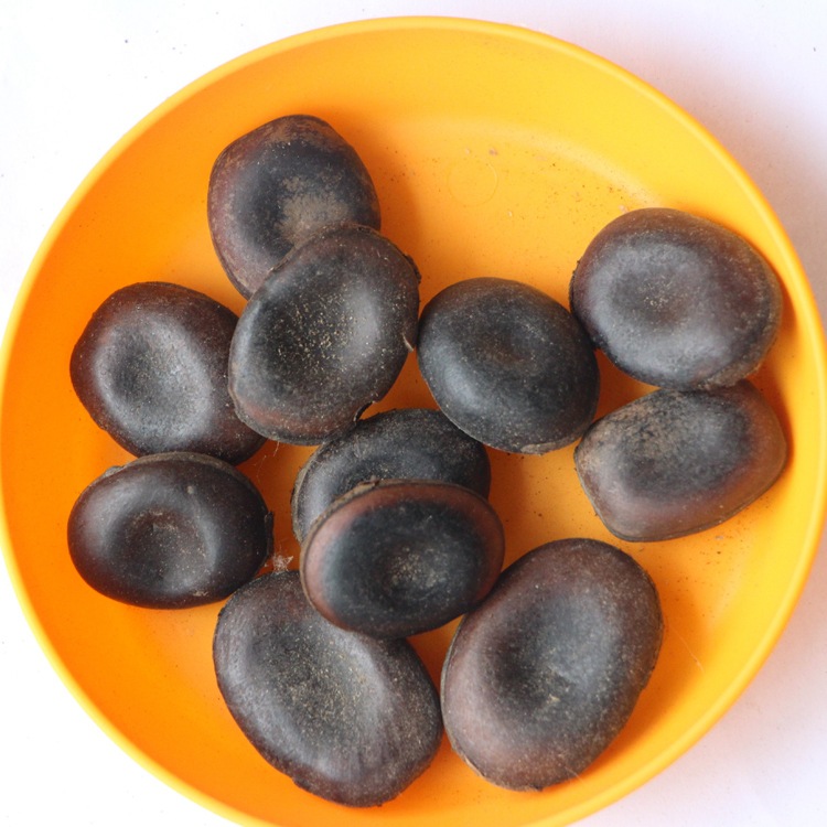 供应藤本种子 油麻藤种子价格 品种齐全 常春油麻藤种子 欢迎选购