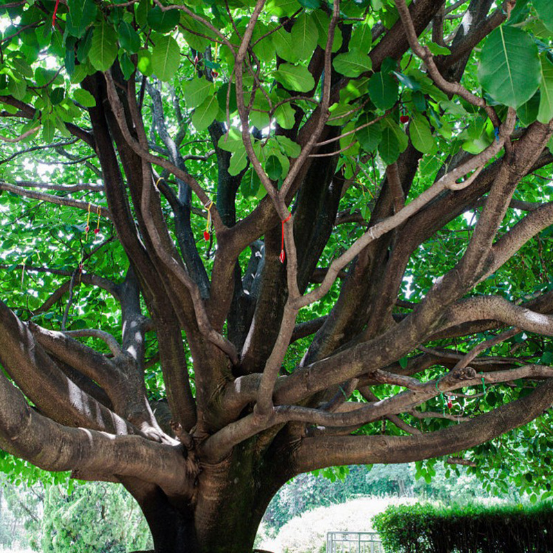 菩提种子 毕钵罗树 印度菩提树 佛树觉树道树 菩提树种子 易种植