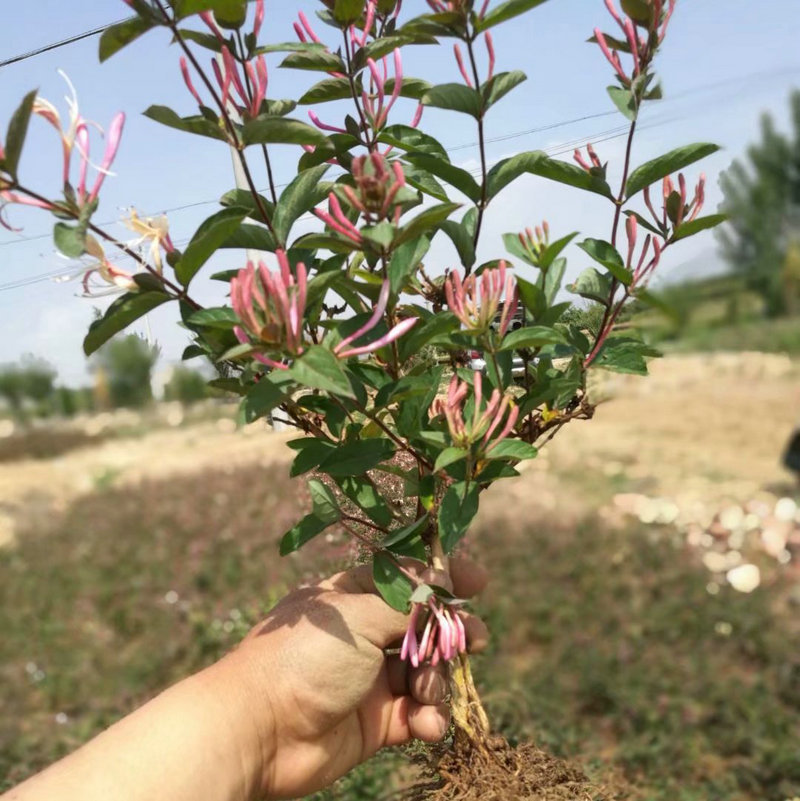 观赏性红色五彩金银花 五彩红色金银花培育 绿化树形四季金银花