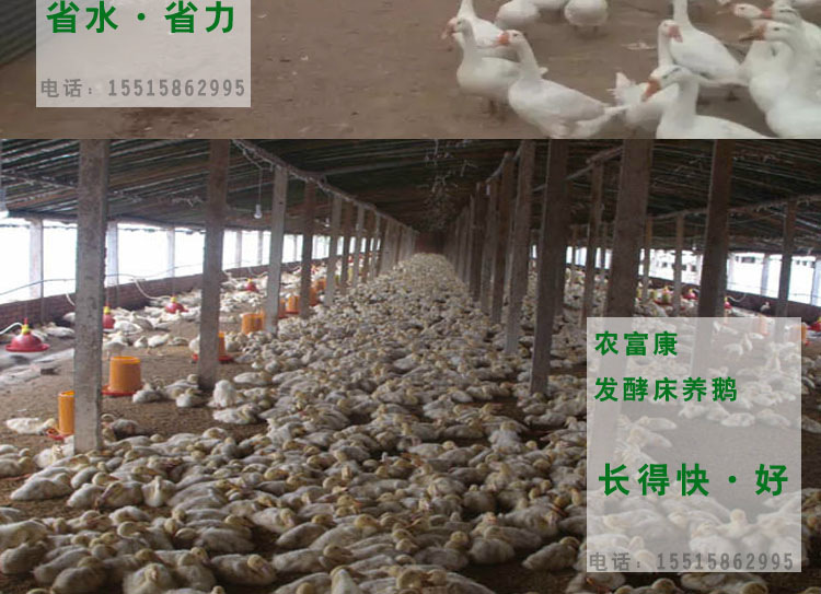 发酵床养鹅-冬季养鹅赚钱秘诀