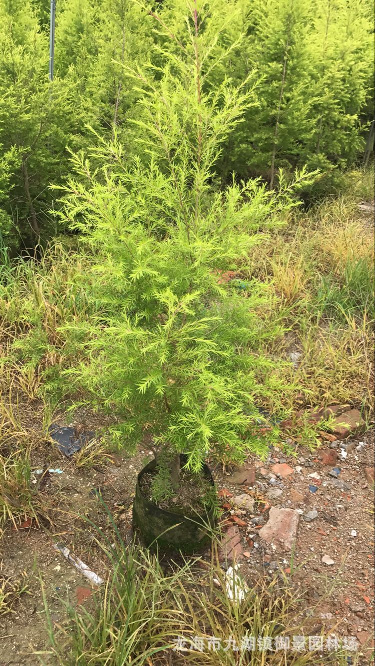 云南黄金宝树种植基地 贵州黄金香柳树价格 黄千层千层金树供应
