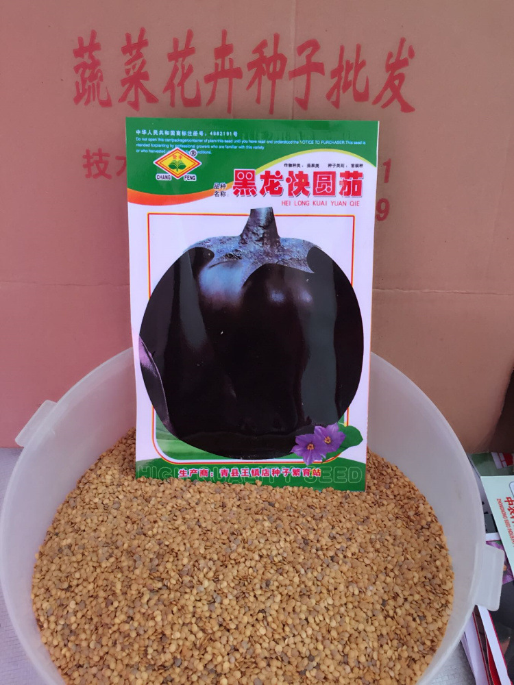 散装蔬菜种子公司 黑龙快圆茄茄子种子紫茄圆茄子