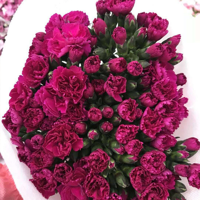 多头康乃馨紫红色.jpg