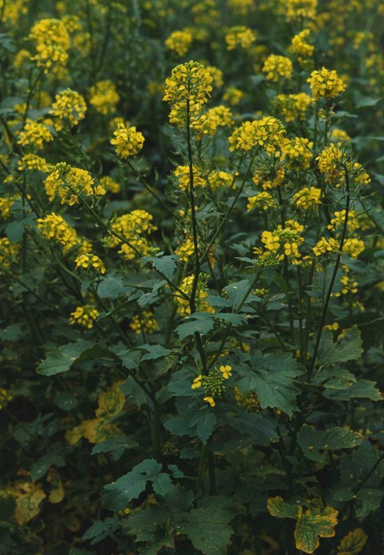 白芥子种子中药材种子白芥末籽白芥子粉芥菜子种子白芥末粉易种植