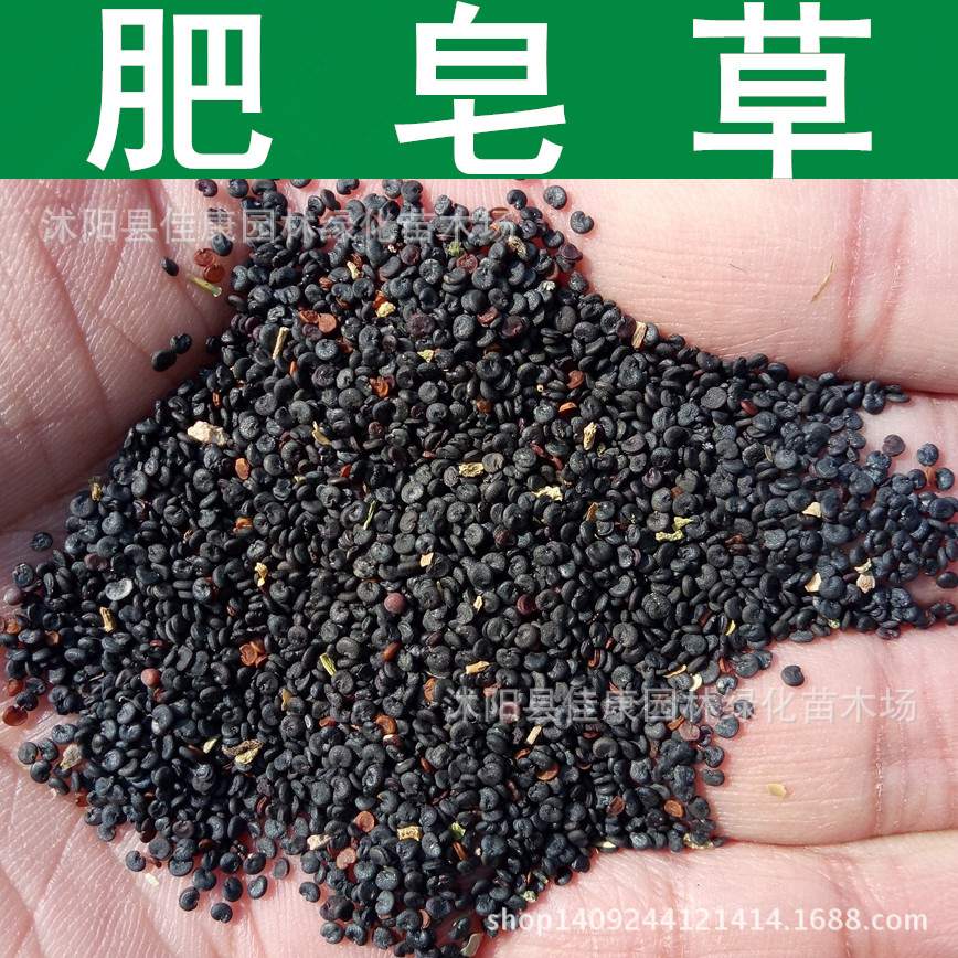 草花种子肥皂草种子花卉植物石碱花种子1件1斤