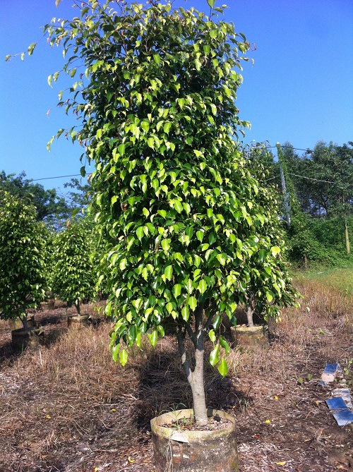 广东垂叶榕塔型基地.揭阳垂叶榕树价格.基地