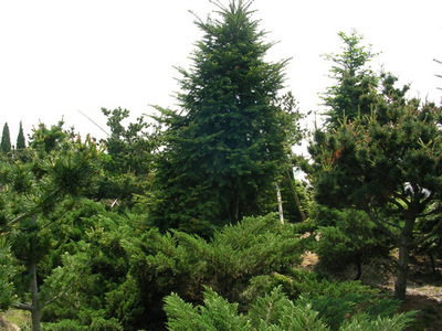 胶冷杉精油1毫升10元,10毫升39元