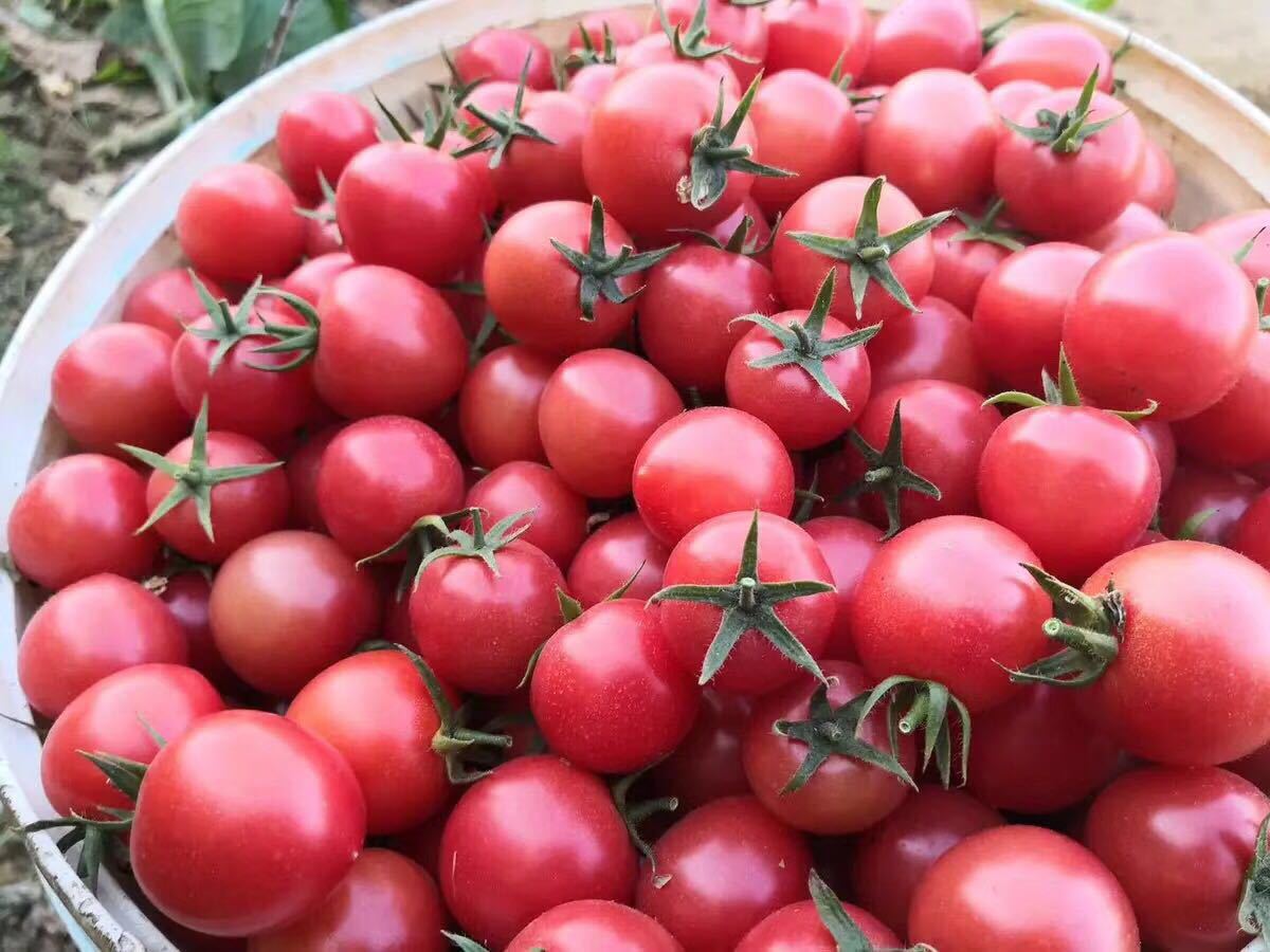 一件代发千禧圣女果红色小番茄应季鲜果5斤装产地直供包邮包售后