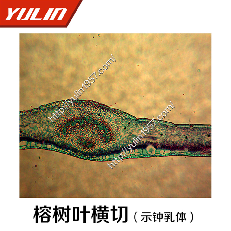 榕树叶横切(示钟乳体)高教类植物生物学实验显微观察生物切片
