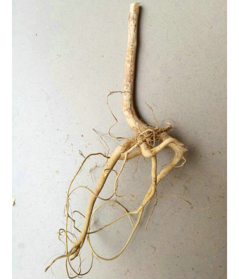 牛奶树根 牛乳树根 白花牛奶树茎 大量批发 白花牛乳根