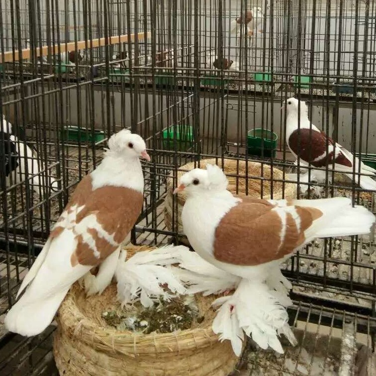 出售红彩背鸽子 黄彩贝青年鸽子价格 彩背观赏鸽养殖场