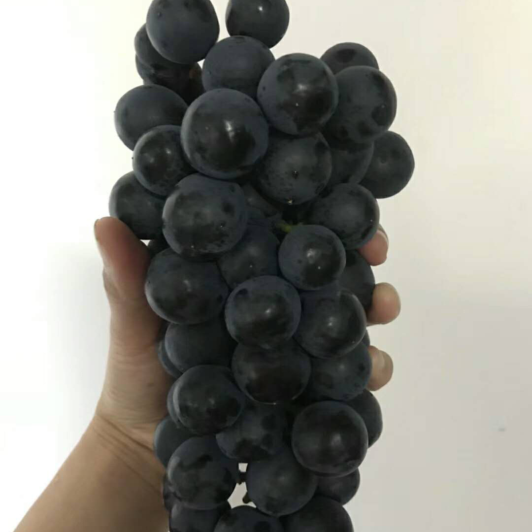 云南黑提 黑葡萄 新鲜水果 现摘现发 5斤包邮