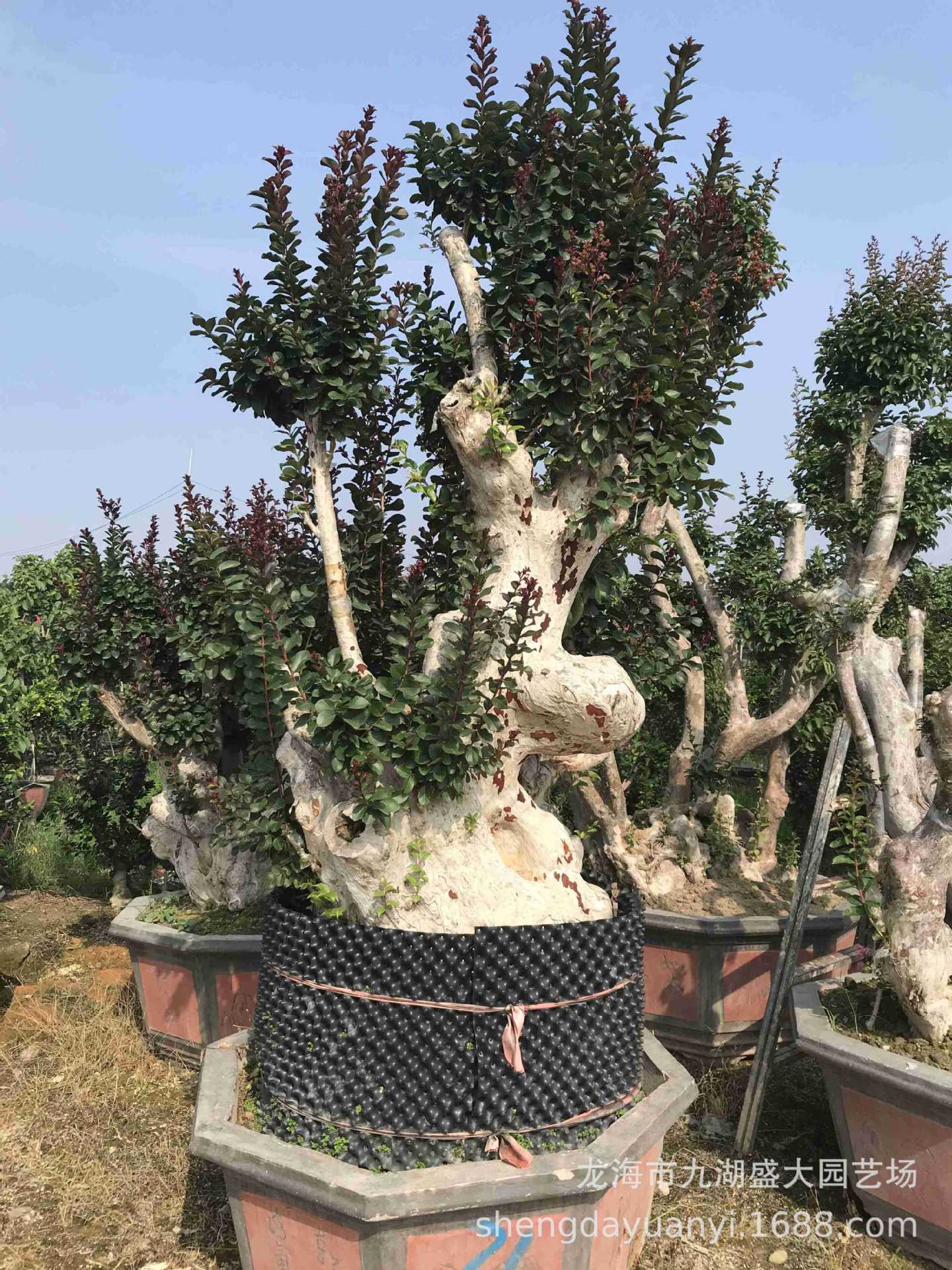 树桩其他观赏特点观花园林用途盆栽是否有几架/盆器有生物学习性落叶