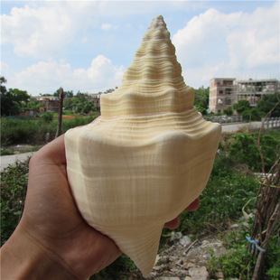 厂家直销观音螺天然海螺摆件可做号角家居饰品收藏礼品厂家观音螺
