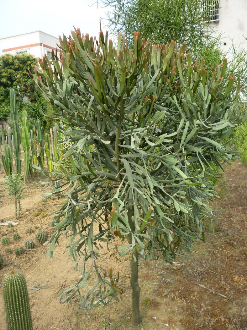 硬叶麒麟,扁柏大戟 沙生植物景观造景品种--仙卉园林基地直销