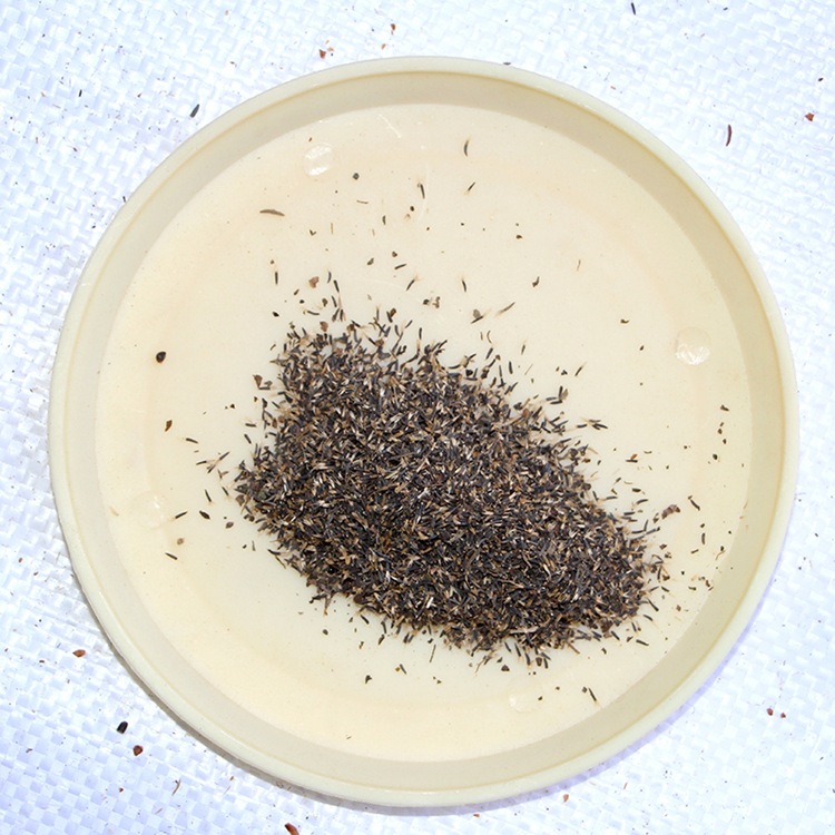 霍香蓟 藿香 蓝冠藿香蓟 蓝蓟种子花种子盆栽四季播易种植物