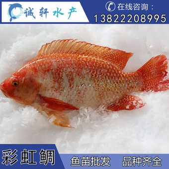 达石水族 红金丝 黄金丝 耐低温淡水草缸群游鱼-报价-阿里巴巴