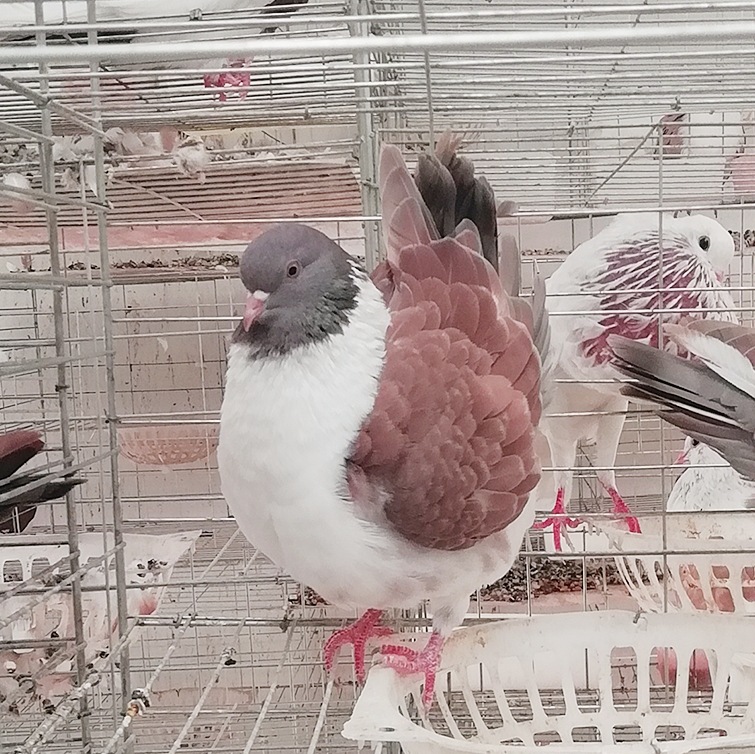 摩登娜鸽图片 红色摩登娜观赏鸽种鸽养殖场 灰色摩登娜 大体摩登