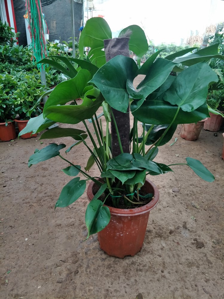 大龟背竹 观叶植物 水培 水生 水养 室内盆栽绿植
