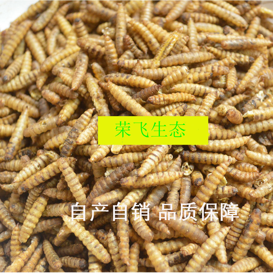 饲料黑水虻蝇蛆成虫蛆虫蛹蛆虫种种蛆价格全年养殖技术支持