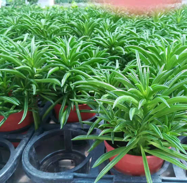 【基地直销】观叶植物 室内吸甲醛花卉 小盆栽绿植 90欢乐豆