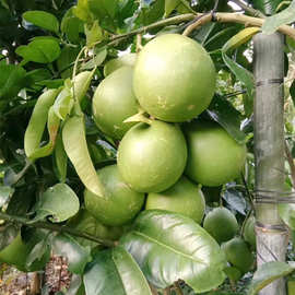 青柚苗 嫁接柚子果树苗 红肉青皮 绿翡翠青釉 南方热带水果苗