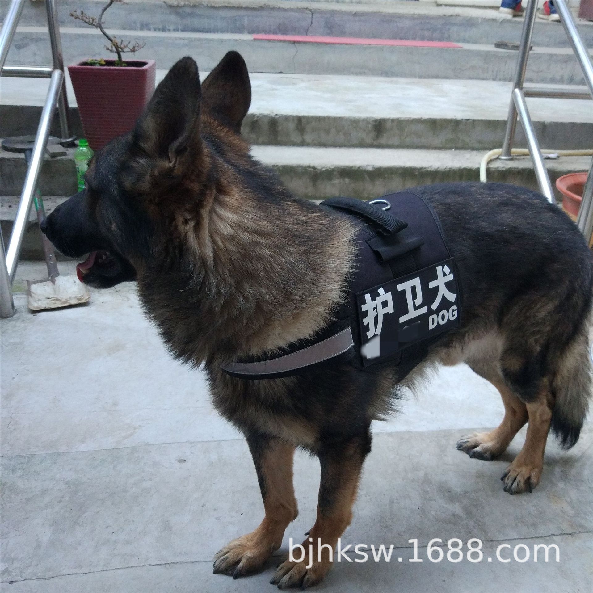 反光犬背心牵引拉布拉多金毛阿拉狗狗胸背宠物用品字帖多种