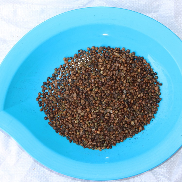 爬藤爬墙虎种子 爬山虎种子 攀援观叶植物 三叶地锦易种速生