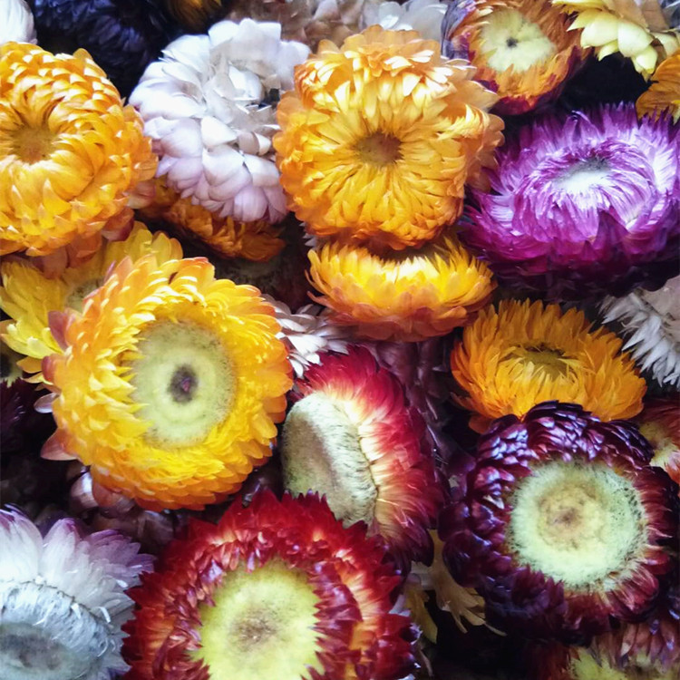 云南昆明干花批发 各类干花黄菊七彩菊 雪菊牡丹花干花销售