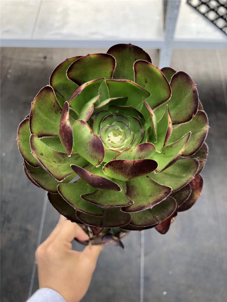 868云南多肉植物精品大棚批发 巫毒法师高15cm左右品相实拍多肉