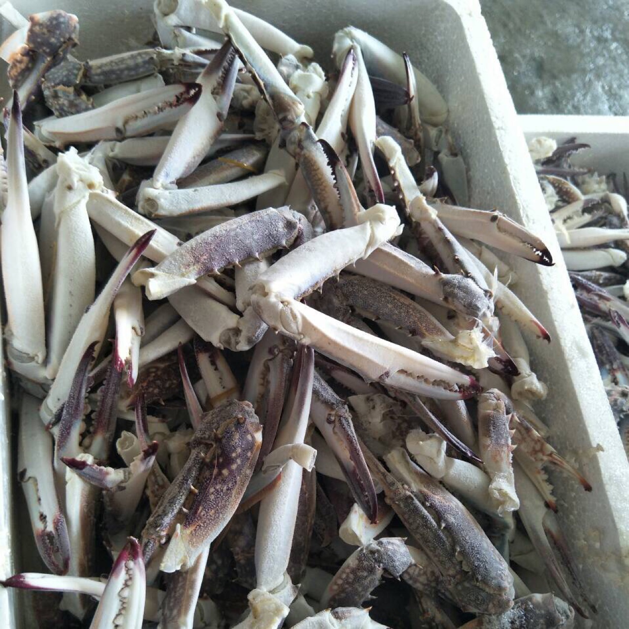 梭子蟹钳大号冷冻蟹钳 蟹脚 批发-阿里巴巴