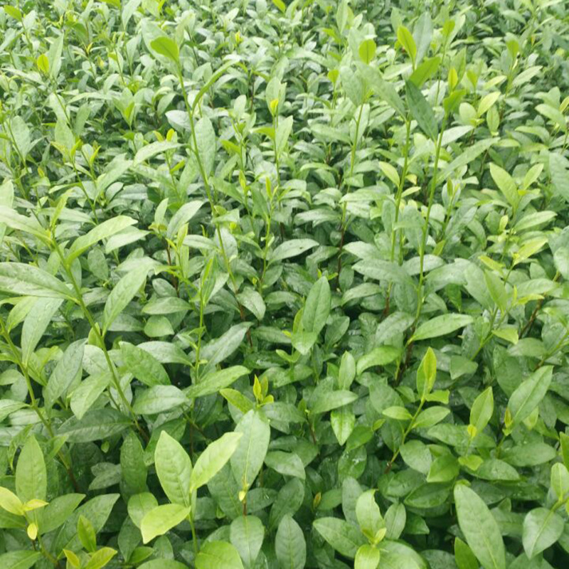 批发中茶108茶苗龙井白茶黄金芽乌牛早奶白茶中黄浙农各种茶树苗