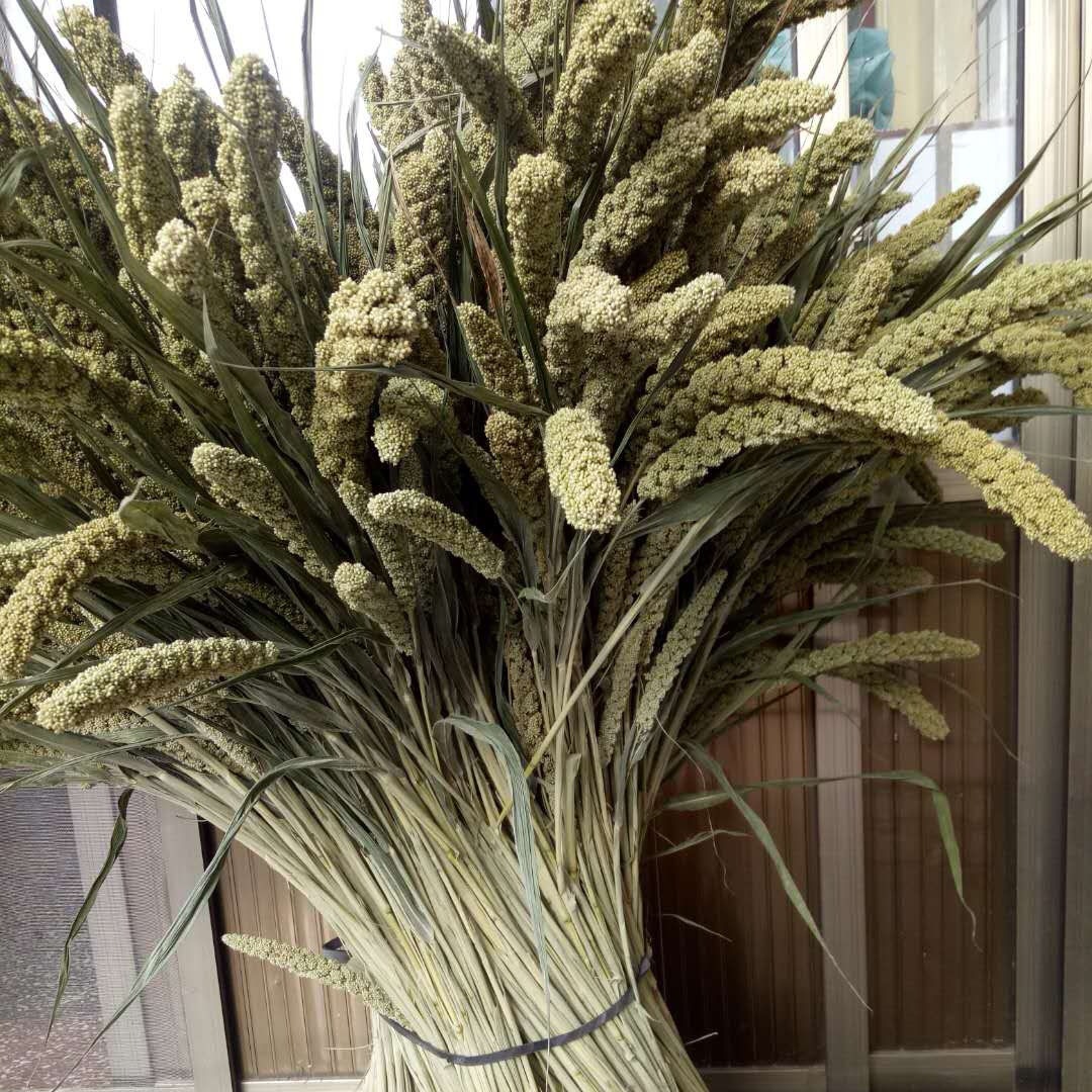 【小米穗干花】谷穗基地供应椑穗干花小米 居家装饰各种干花