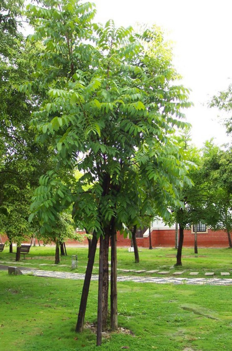水翁水翁花 种子 花草茶 水红花籽 菜籽发芽率高基地发货
