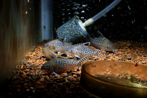 野生大花网鼠鱼 观赏鱼 鼠鱼 宠物鱼