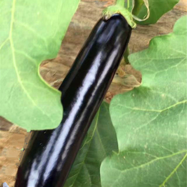 茄子新鲜蔬菜斤山东现摘长茄子大茄子绿把农家自种黑紫长线茄子