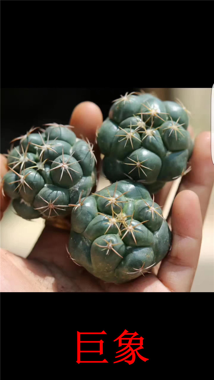 003仙人球基地批发 巨象多肉植物品种 品相一流状态好特价裸根发