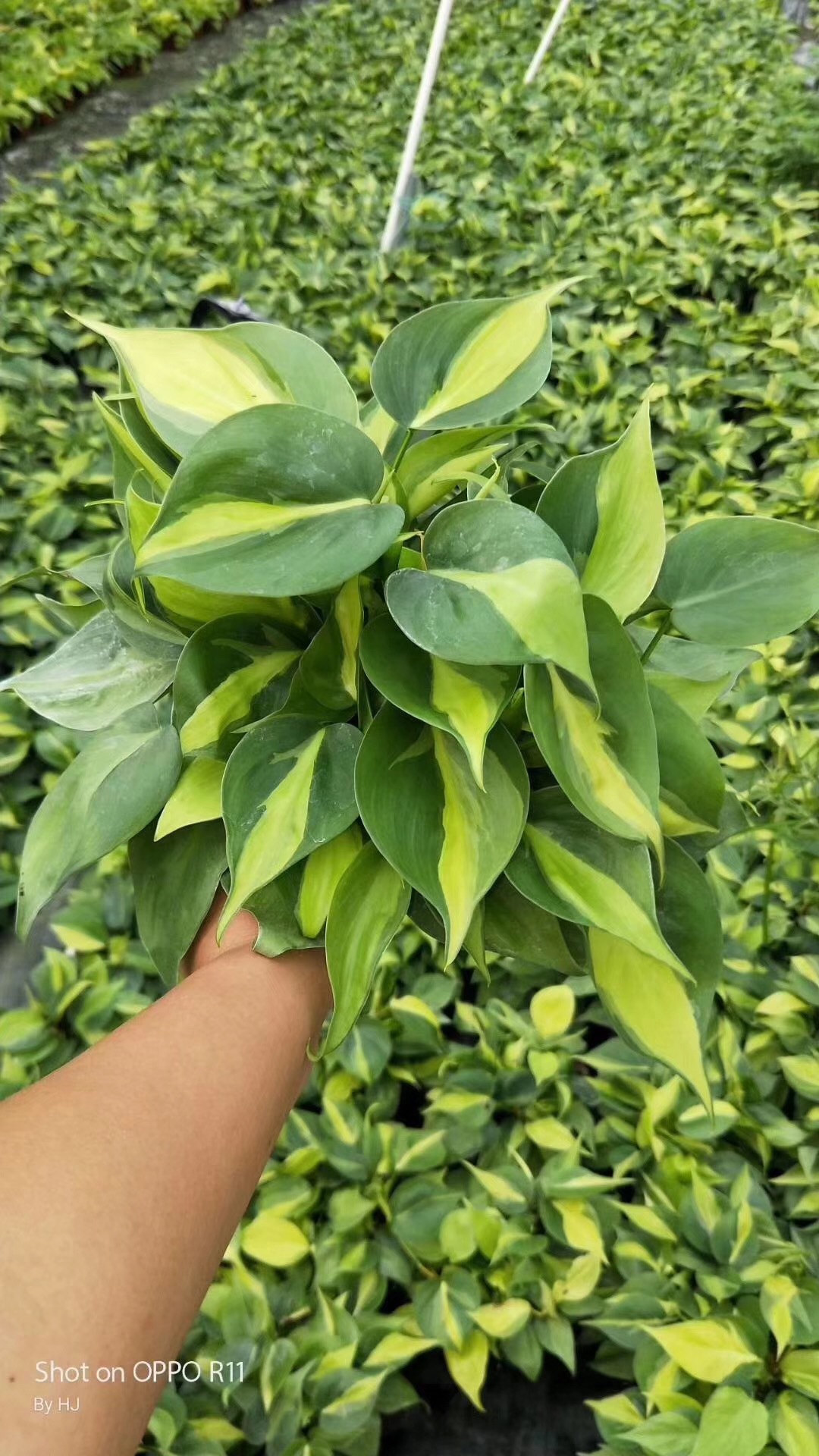【基地直销】观叶植物室内吸甲醛绿化墙花卉盆栽 110花叶杏叶藤