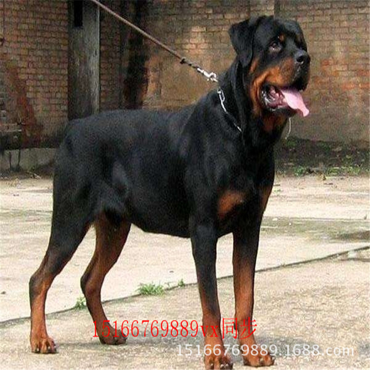 纯种哪里有罗威纳幼犬纯富恒犬有