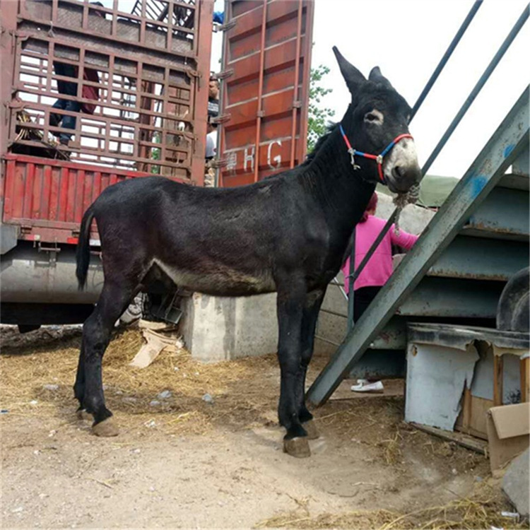 大型肉驴养殖基地 山东小驴崽多少钱一头 山东肉驴驴驹价格