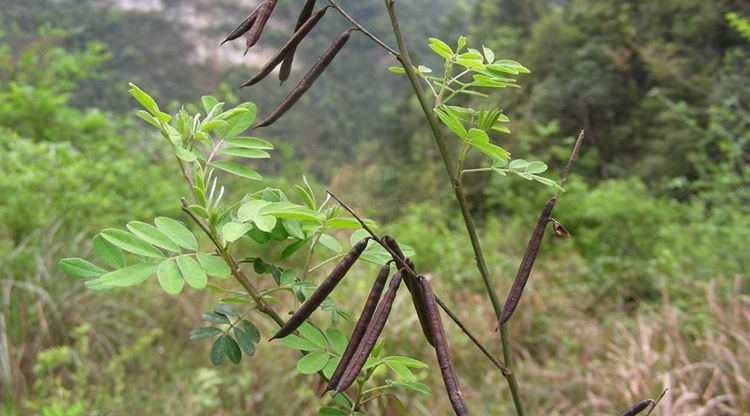 马棘种子,野蓝枝子,狼牙草,长穗木蓝灌木种子护坡草籽绿化耐旱